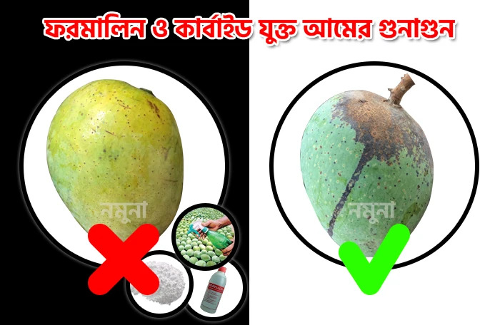 চাঁপাই নবাবগঞ্জের আম কেন বিখ্যাত এবং ফরমালিন, কার্বাইড যুক্ত আম কীভাবে চিনবেন - ২৪৭হাট ব্লগ